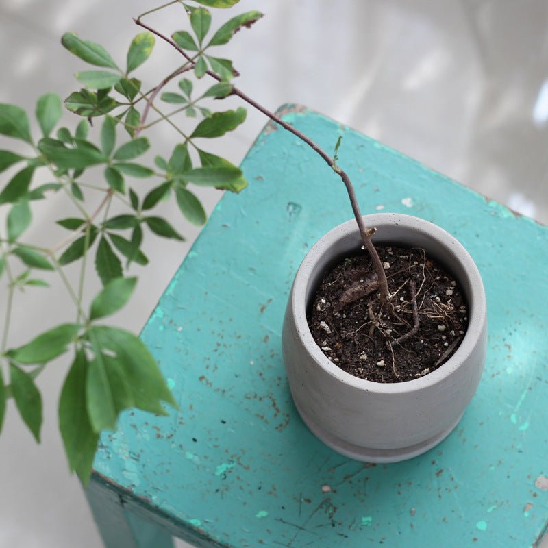Cement Flower Pot with Drainage Tray – Chinese Style Planter - Smart Living Co.
